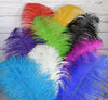 Ostrich Feather Dip Pen with Pen Stand, Choice of Colors