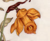 art detail daffodil